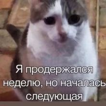 Котики как мой муд