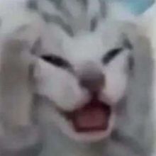 Cats • Коты