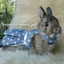 Кроль Чат