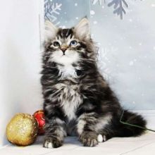 Siberian cattery Great Joy